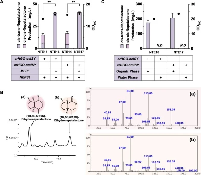 Increasing nepetalactone production based on the “push–pull–block” strategy. (A) The “push” strategy was employed to increase the nepetalactone concentration. (B) Gas chromatograms and mass spectra of the dihydronepetalactone isomers. (C) The “pull–block” strategy employed with a two-phase system in