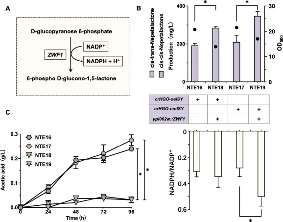 Cofactor engineering to improve the redox pathway of nepetalactone production in yeast. (A) Schematic diagram of the reduced nicotinamide adenine dinucleotide phosphate (NADPH) regeneration catalyzed by glucose-6-phosphate dehydrogenase (ZWF1). (B) The nepetalactone concentrations and NADPH/NADP+ ra