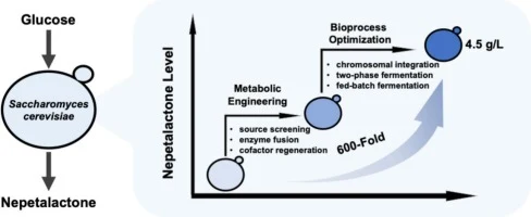 Efficient nepetalactone production in Saccharomyces cerevisi