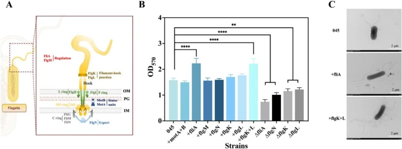 鞭毛相关基因对大肠杆菌运动性和生物膜形成的调控。(A) 鞭毛结构