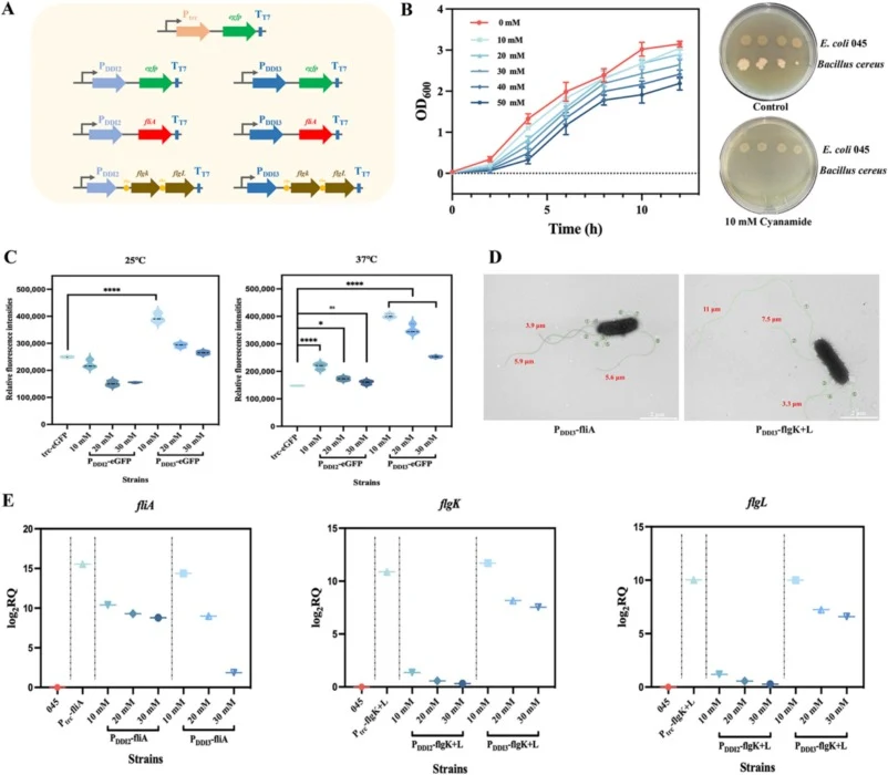 Construction and evaluation of a novel cyanamide-inducible system for enhancing the motility and biofilm formation in E. coli. (A) Schematic of recombinant strains harboring cyanamide-inducible promoter constructs (PDDI2 or PDDI3) driving expression of egfp, fliA or flgK+L; (B) Effect of varying cya