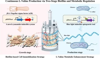Engineering Escherichia coli for continuous L-valine product