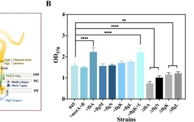 大肠杆菌双阶段生物膜与代谢调控实现L-缬氨酸连续发酵
