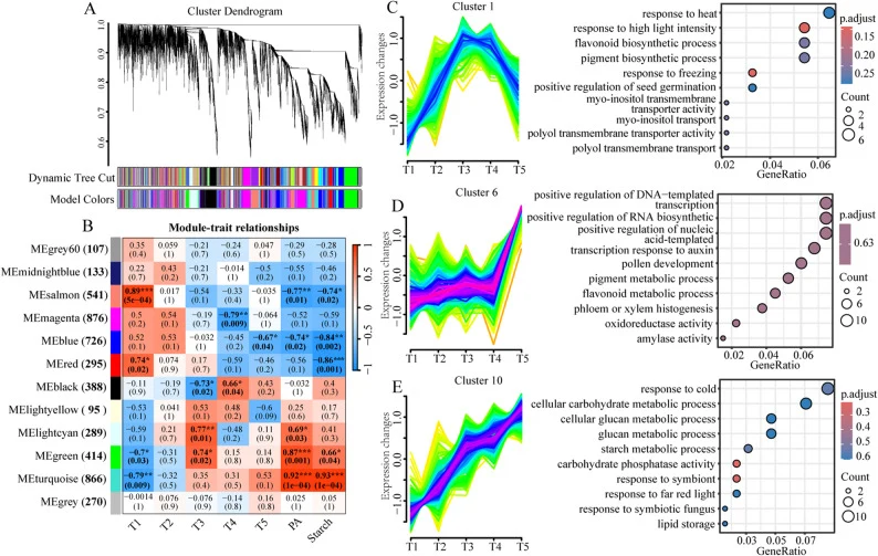 WGCNA and Mfuzz clustering analysis results. A Hierarchical cluster tree showing coexpression modules identified via the Dynamic Tree Cut method. B Correlations of physiological indicators with WGCNA modules. Numbers in parentheses next to module names represent the gene number within each module. T