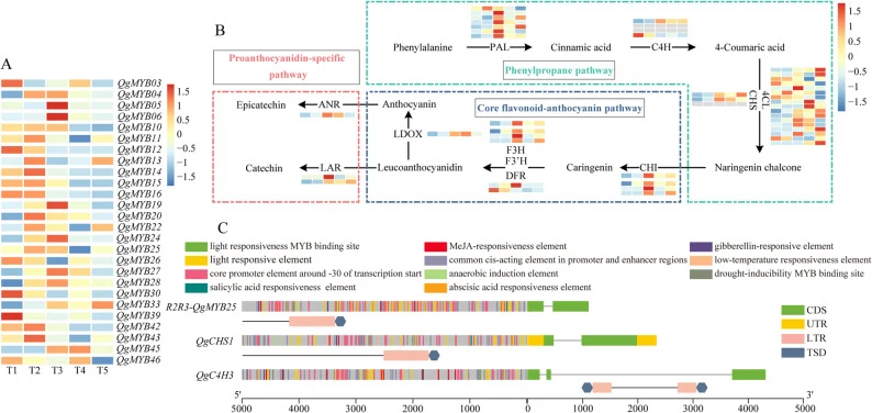 Expression analysis of key genes and transcription factors involved in PA synthesis. A Expression analysis of QgMYB transcription factor. B Expression pattern and metabolic pathway of PA synthesis genes. The heatmap of enzymes in the synthetic pathway shows the expression levels of genes in T1, T2,
