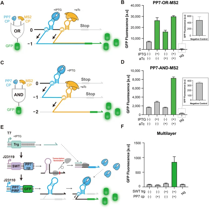 Logic gate construction and multilayered regulation using PIRF. ( A ) Design of two-input OR gate for PP7cp and MS2cp. GFP reporter encoded in − 1 frame can be expressed when −1 PRF event occurs on either PP7 PIRF or MS2 PIRF. ( B ) GFP fluorescence output of the two-input OR gate for different comb