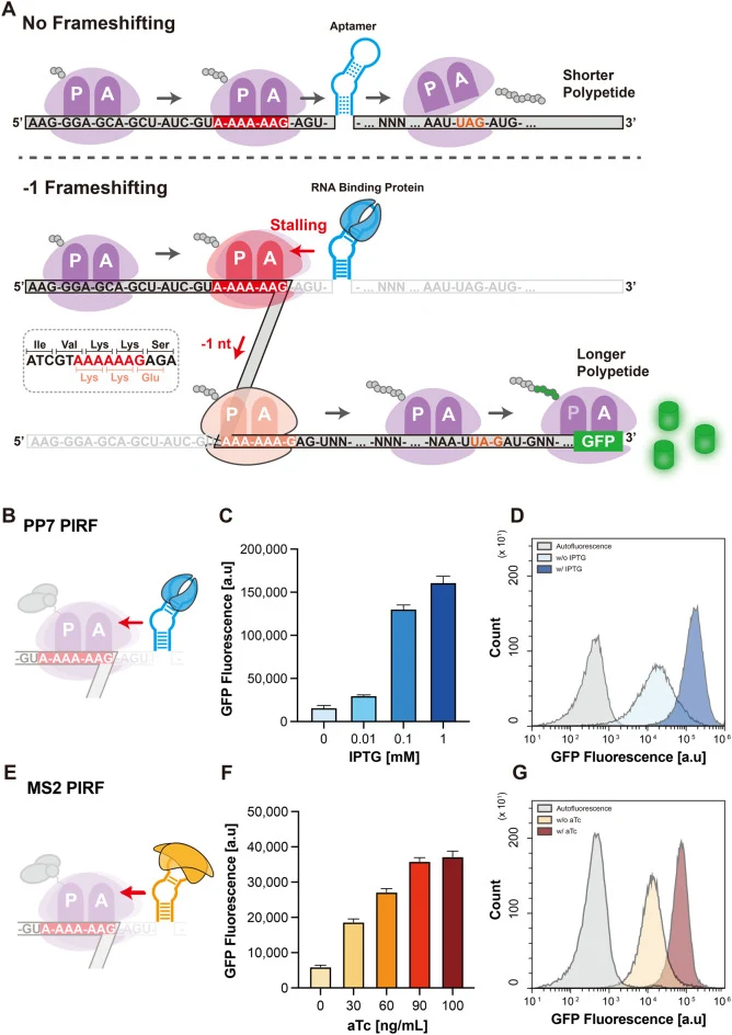 Design and characterization of PP7 and MS2 PIRF switches. ( A ) Schematic illustration of the PP7 PIRF mechanism and sequence layout. The red box indicates the slippery sequence (AAAAAG), and the orange codon (UAG) represents the in-frame stop codon. The blue hairpin marks the aptamer located betwee