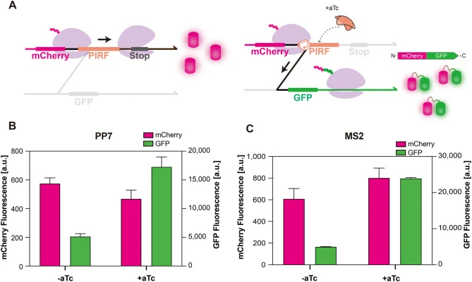 PIRF-mediated control of fusion protein expression. ( A ) Schematic of the fusion construct, consisting of an upstream mCherry, a PIRF module, and a downstream GFP coding sequence. In the absence of RBP, only mCherry is translated and GFP remains untranslated due to the premature stop codon in frame
