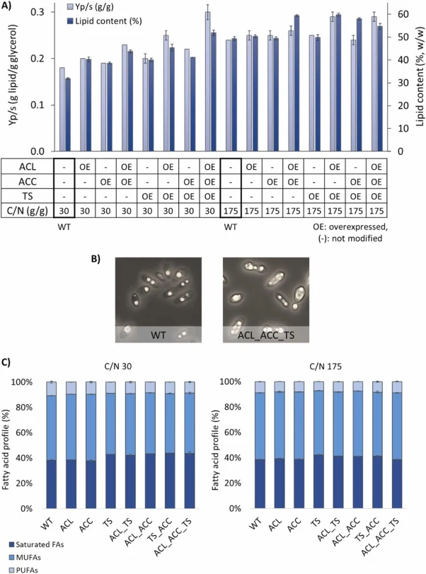 Effect of genetic targets and C/N ratio on lipid production and fatty acid profile. A) Lipid content and lipid yield on consumed glycerol (YP/S, g/g) at different combinations of factors and levels. B) Microscope images of WT and ACL_ACC_TS growth at C/N 30 show that ACL_ACC_TS visibly became more s