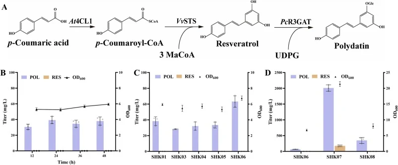 Increasing the conversion flux from p-coumaric acid to polydatin by enhancing the expression of VvSTS. (A) The biosynthesis pathway from p-coumaric acid to polydatin; (B) Polydatin production in strain SHK01(BW25113(F'), carrying pZE50trc-VvSTS-PcR3GAT and pCS-At4CL1); (C) Screening the heat shock s