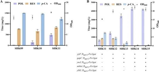 Increasing the conversion flux from p-coumaric acid to polydatin by fine-tuning the PcR3GAT expression. (A) Screening of promoter strength for genomic integration of PcR3GAT (SHK09: BW25113(F') △yjiP::P50trc-Pcr3gat carrying pZElpp1.2-VvSTS and pCS-GroLS-At4CL1; SHK10: BW25113(F') △yjiP::Plpp1.2-Pcr