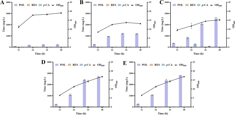 Enhancing the de novo production of polydatin by redirection of carbon flux to the shikimate pathway. (A) The production of polydatin by the strain SHK16 (BW25113(F'), △yjiP::Plpp4.2-Pcr3gat, △gapC::Plpp4.2-Pcr3gat, △yncI::Plpp4.2-Pcr3gat, △mbhA::Plpp4.2-Pcr3gat, carry pZElpp1.2-VvSTS-lac-RgTAL and