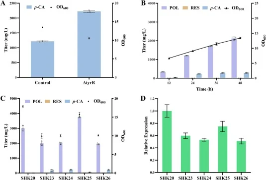 Increasing the production of polydatin by modulating the TyrR. (A) The production of p-coumaric acid by knocking out TyrR. Control: SHK21, BW25113(F') △yjiP::Plpp4.2-Pcr3gat, △gapC::Plpp4.2-Pcr3gat, △yncI::Plpp4.2-Pcr3gat, △mbhA::Plpp4.2-Pcr3gat, △ygay::P50trc-aroG fbr , △yghx::P30trc-tyrA fbr, △phe