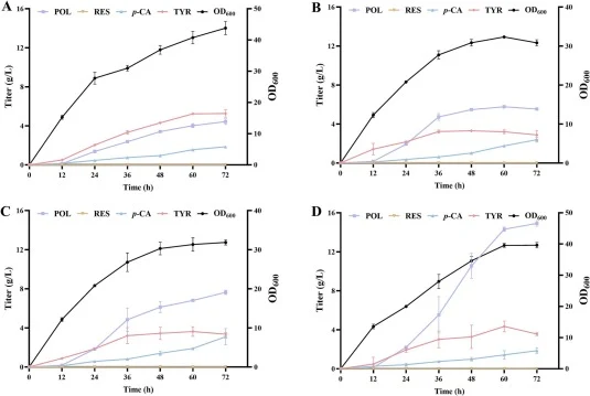 Scale-up production of polydatin by fed-batch cultivation in a 3-L bioreactor. (A) Fed-batch cultivation of SHK25; (B) Improving the production of polydatin by enhancing the expression of RgTAL (SHK27: BW25113(F') △yjiP::Plpp4.2-Pcr3gat, △gapC::Plpp4.2-Pcr3gat, △yncI::Plpp4.2-Pcr3gat, △mbhA::Plpp4.2