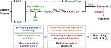Metabolic engineering of Escherichia coli for enhanced biosy