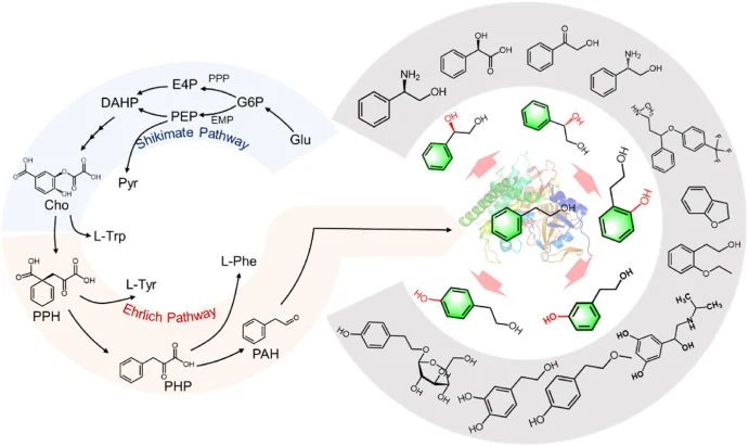 Schematic diagram of the de novo biosynthesis pathway for 2-PE hydroxylated products in Y. lipolytica. Glu, glucose; G6P, glucose-6-phosphate; E4P, erythrose-4-phosphate; PEP, phosphoenolpyruvate; PPP, pentose phosphate pathway; EMP, glycolysis; DAHP, 3-deoxy-D-arabino-heptulonate-7-phosphate; CHO,