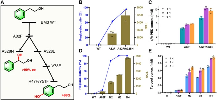 Enhanced regioselectivity and catalytic activity of P450 BM3 mutants. (A) Schematic illustration of P450 BM3 mutant construction. The ee value was calculated using the formula: ee = (R − S)/(R + S) × 100%, where R and S represent the contents of (R)-PED and (S)-PED, respectively. Regioselectivity of