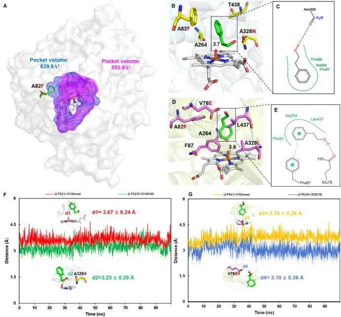 Structural analysis, molecular docking and molecular dynamics simulations of P450BM3 variants with 2-PE. (A) The surface structure of the active pocket inlet and active pocket volume diagram of WT P450BM3 (PDB: 2HPD, blue grid) and variant A82F (PDB: 4KF0, purple grid) (Butler et al., 2013; Ravichan