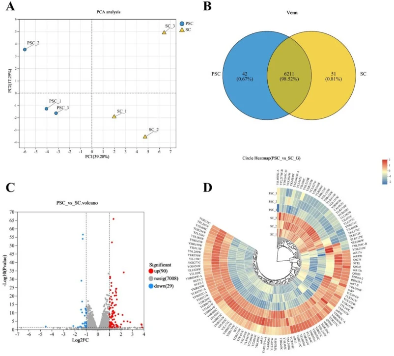 Principal component analysis (PCA) (A), Venn diagram (B), Volcano plot (C), and hierarchical clustering heatmap (D) of differentially expressed genes (DEGs) in S. cerevisiae. SC denotes the S. cerevisiae control group (untreated), while PSC indicates the treatment group supplemented with 2 mg/mL of