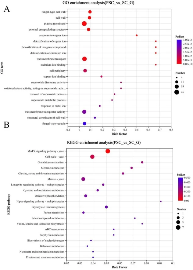 Gene Ontology (GO) (A) and Kyoto Encyclopedia of Genes and Genomes (KEGG) (B) enrichment analysis of DEGs in S. cerevisiae under Jiupei polyphenol stress. The analyses were performed using data from n = 3 independent biological replicates comparing the PSC group (supplemented with 2 mg/mL of polyphe