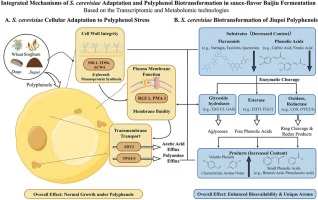 Exploring the interactions between polyphenols in the fermen