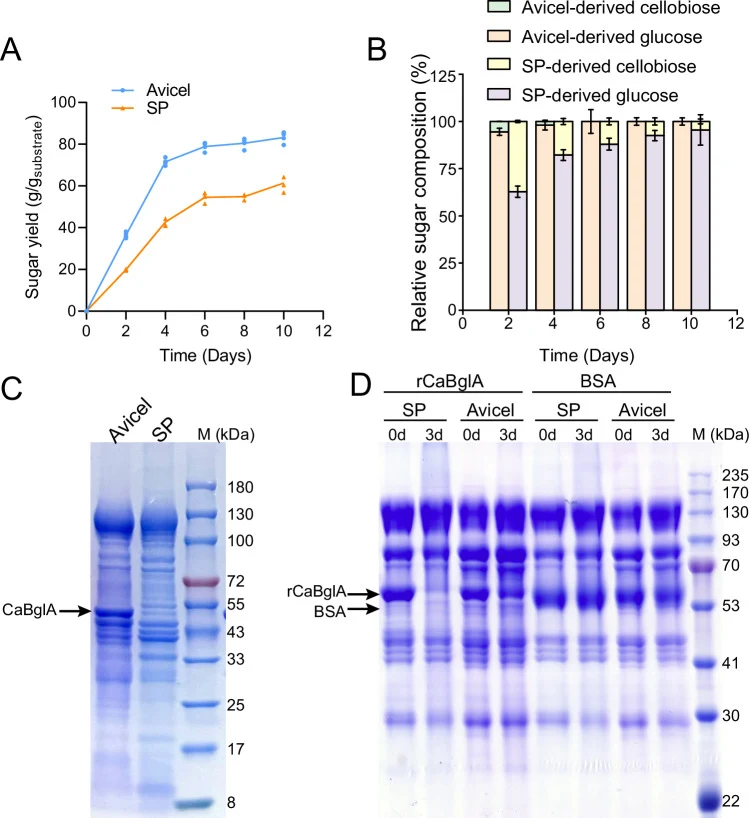 A Relative sugar yields of WCB3 saccharification on SP and Avicel calculated by normalizing the supplemented substrate (