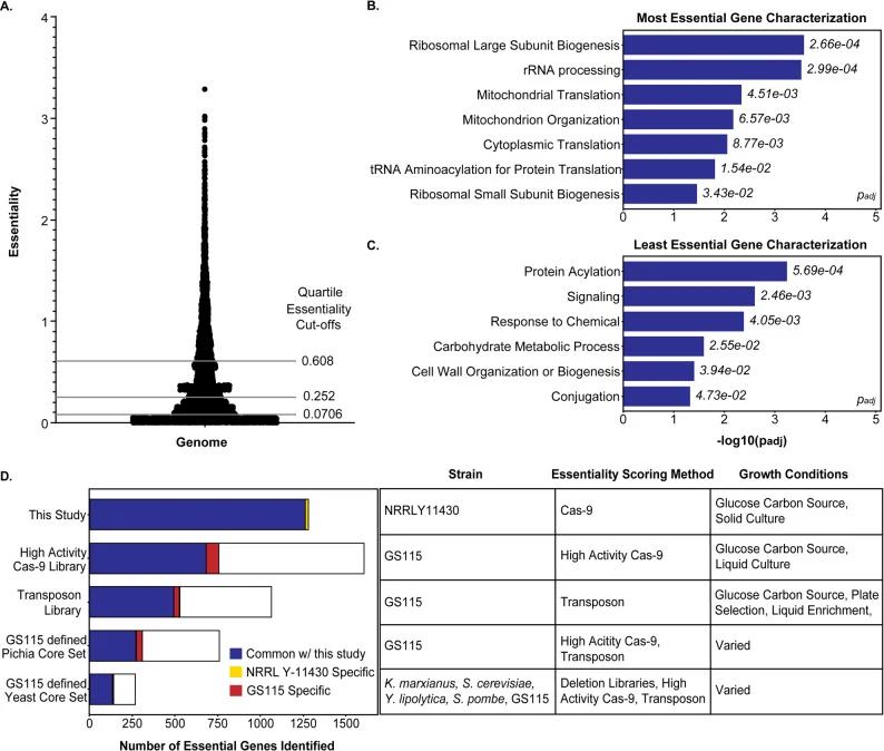 Characterization of whole genome knockout screen in K. phaffii . A Essentiality of all genes in the genome of K. phaffii (NRRL Y-11430) with essentiality cut-offs at each quartile (1280 genes per quartile). B Most represented gene groups in the 1,280 most essential genes (top quartile) as defined by