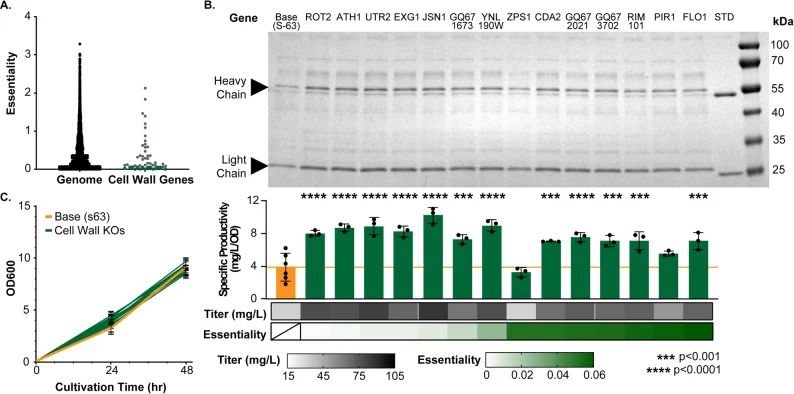 Characterization of the least essential cell wall gene disruptions. A Essentiality of genes in the identified cell wall group. B Effects of targeted cell wall gene disruptions on the secretion of glycosylated IgG1 (trastuzumab). Results include SDS-PAGE gel of supernatants from 3 mL cultures, corres