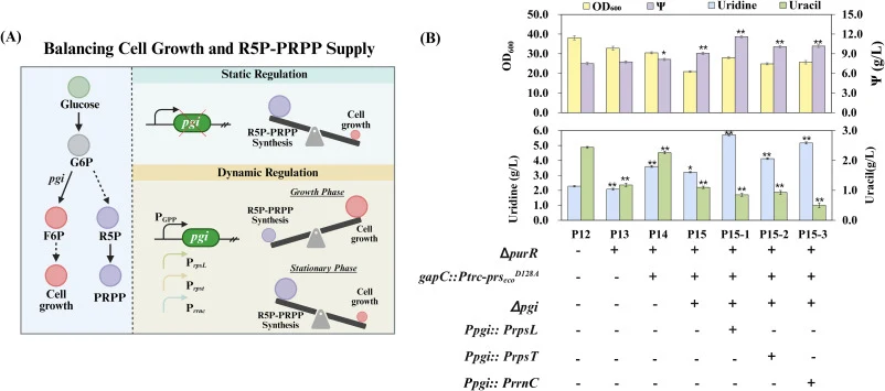 碳通量的动态重定向增强R5P–PRPP供应 (A) 利用生长相关核糖体启动子(PrpsL、PrpsT