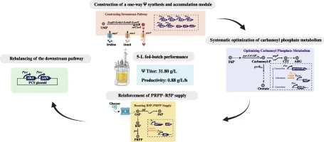 Modular engineering of precursor supply enables high-efficie