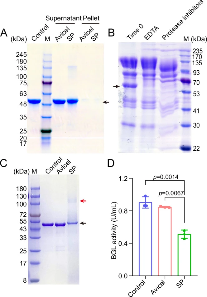 A SDS-PAGE analysis of rCaBglA incubated with cellulosic substrates in PBS buffer for 3 days. Different from Fig. 1C , cellulosomes are absent in this experiment. Both the supernatant and pellet fractions of the incubation mixtures were analyzed. Control, rCaBglA in GS-2 buffer. B SDS-PAGE analysis 
