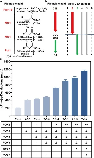 (a) Metabolic engineering of key enzymes in the β-oxidation pathway to improve (R)-(+)-γ-decalactone production. Schematic diagram of the β-oxidation pathway. (b) Schematic illustration of acyl-CoA oxidase activities, where red arrows indicate specificity for long-chain fatty acids, green arrows ind