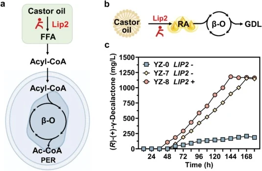 (a, b) Simplified pathway schematic illustrating that overexpression of extracellular lipase facilitates the hydrolysis of castor oil. (c) GDL production of engineered strains in shake-flask fermentation, with “+” indicating overexpression, “-” indicating no modification. Abbreviations: Lip2, Extrac
