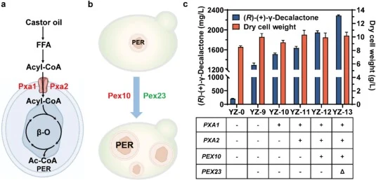 (a) Simplified pathway schematic illustrating that overexpression of transporters facilitates the entry of ricinoleoyl-CoA into peroxisomes. (b) Simplified schematic illustrating that overexpression of peroxisomal biogenesis factors and deletion of integral peroxisomal membrane proteins results in i