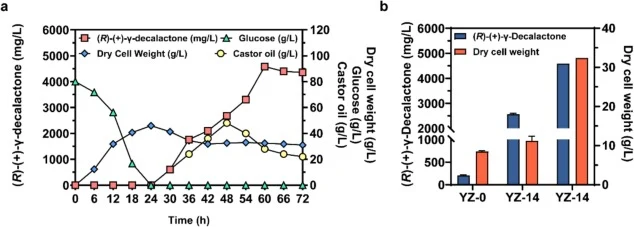 (a (R)-(+)-γ-decalactone fermentation from castor oil by strain YZ-14 in a 5-L bioreactor. GDL titer, DCW, glucose concentration, and castor oil concentration of strain YZ-14 during fermentation in a 5-L bioreactor. (b) GDL production and biomass of engineered strains in shake-flask fermentation and