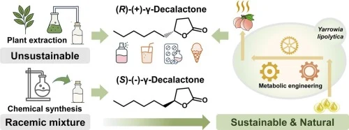 Building a yeast cell factory for green biomanufacturing of