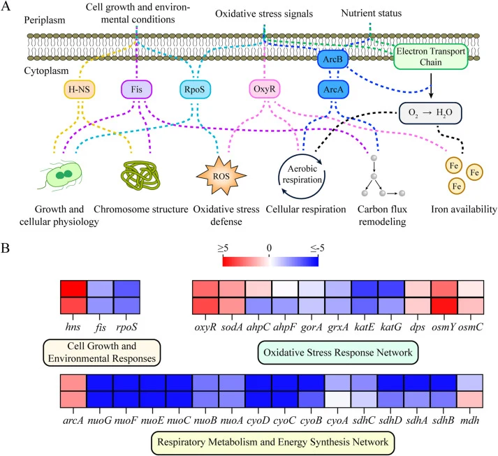 Transcriptional changes in global regulatory networks associated with the L-tryptophan-overproducing strain W-24. (A) Schematic representation of global regulatory networks associated with cell growth and environmental responses, oxidative stress response, and respiratory metabolism in E. coli. Majo