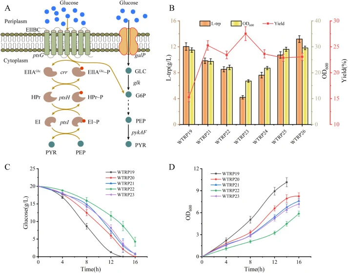 Engineering and evaluation of a non-PTS glucose uptake pathway for enhanced L-tryptophan production and glucose conversion efficiency. (A) Schematic representation of the native PTS-dependent glucose transport system and the reconstructed non-PTS glucose uptake pathway in E. coli. (B) Comparison of