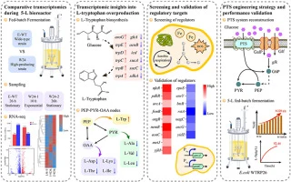 Transcriptome-informed engineering of regulatory targets and