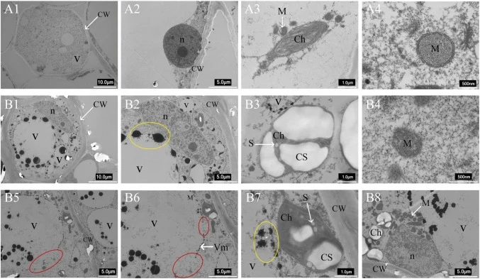 TEM observations of callus from R. tanguticum. Note: A1–A4. Green callus cells; B1–B8. Brown callus cells. V: vacuole; CW: cell wall; n: nucleus; M: mitochondrion; Ch: chloroplast; CS: chloroplast stroma; S: starch grain. 10 μm for A1 and B1; 5 μm for A2, B2, B5-B6 and B8; 1 μm for A3, B3 and B7; 50