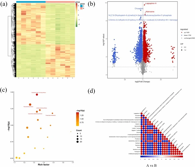Metabolomic analysis of callus in R. tanguticum. A. Green callus; B. Brown callus. (a) Differential metabolic cluster heatmap. (b) Comparative volcano plot of differential metabolites identified in green and brown callus. (c) KEGG enrichment analysis results of DAMs. (d) Correlation of different met