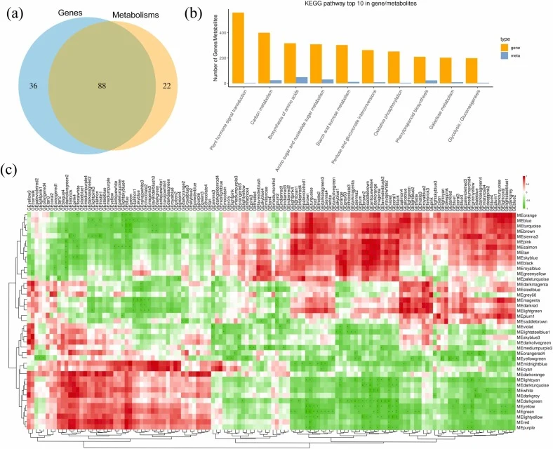 Metabolite and gene correlation and KEGG analysis diagram in R. tanguticum. A. Green callus; B. Brown callus. (a) Combined loading diagram of two kinds of callus. Venn diagram of differential gene/differential metabolite enrichment pathway. (b) KEGG analysis of the top 10 pathways containing the mos