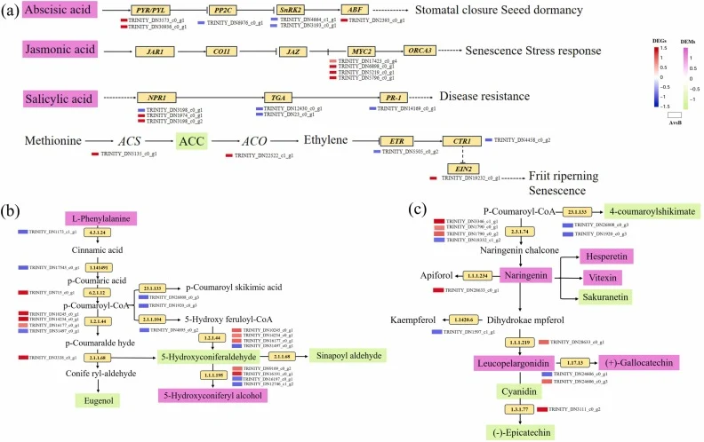 Integrated transcriptome-metabolome analysis in R. tanguticum callus browning KEGG pathways and physiological indices. (a) Analysis of plant hormone signal transduction pathways. (b) Analysis of phenylpropanoid biosynthesis pathways. (c) Analysis of flavonoid metabolism pathways. Note: Metabolic and