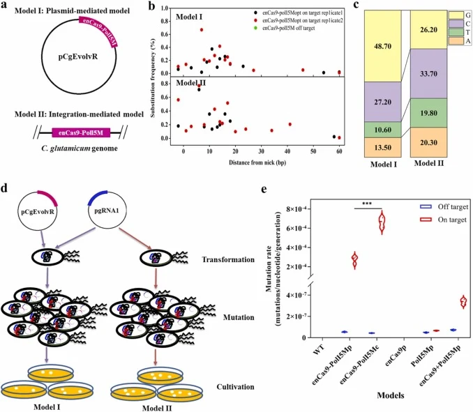 Optimizing the EvolvR to diversify the target genes in C. glutamicum. (a) Two models of EvolvR system, i.e., plasmid-mediated enCas9-PolI5M and enCas9-PolI5M integrated into genome. (b) The substitutions frequency and window of different EvolvR-system variants. The upper represents the Model I and t