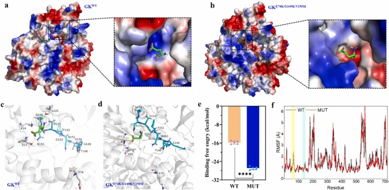 Molecule dynamical simulations of GKWT and GKE74K/G149K/V150M. The L-glutamate binding pocket of GKWT (a) and GKE74K/G149K/V150M (b) in pre-reaction states. GKWT and GKE74K/G149K/V150M are shown in surface models. Substrate L-glutamate is shown in green sticks. Interaction analysis between GKWT and