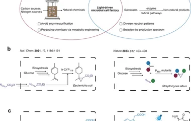 Integrating microbial cell factory with new-to-nature photobiocatalysis for de n