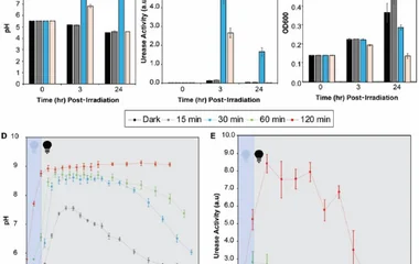 Effect of light dosage on in situ culture pH and urease activity over time. The changes in (A) pH, (B) urease activity, 