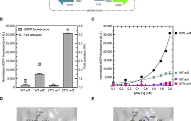 Directed evolution of a cytochrome P450 monooxygenase for im