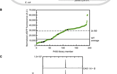 Directed evolution of a cytochrome P450 monooxygenase for im