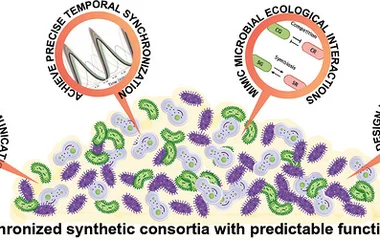 多微生物合成生物学的系统工程蓝图：从基因线路到群落协作的交响